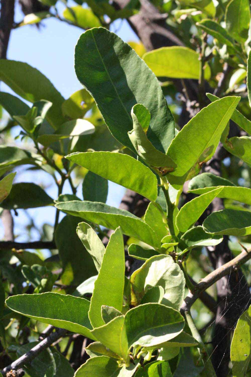              Sun leaves (Riverside, CA)       